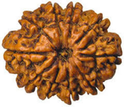 RATAN BAZAAR 10 Mukhi Rudraksha Beads Original Ten Faces Rudraksha Astrological Purpose Beads Stone