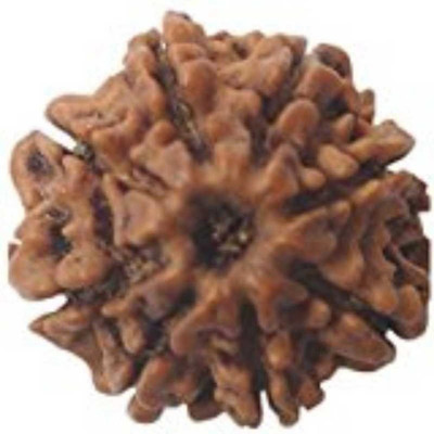 RATAN BAZAAR 8 Mukhi Rudraksha Beads Original eight Faces Rudraksha Astrological Purpose Beads Stone