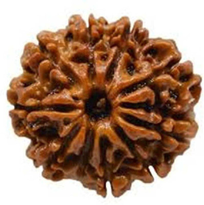 RATAN BAZAAR 10 Mukhi Rudraksha Beads Original Ten Faces Rudraksha Astrological Purpose Beads Stone