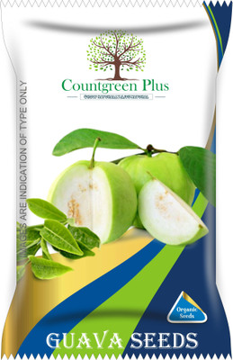 Countgreen Plus Guava (Amrud) Fruit Seeds Seed(25 per packet)