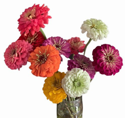 GARDENIFY INDIA F1 HYBRID ZINNIA MIX FLOWER (MULTICOLOR) Seed(100 per packet)
