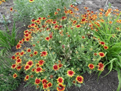 Sjeme Gaillardia Flower Seed Seed(40 per packet)