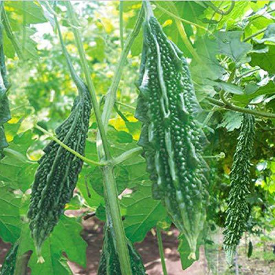 VibeX XLL-18 - Organic Bitter gourd Karela - (300 Seeds) Seed(300 per packet)