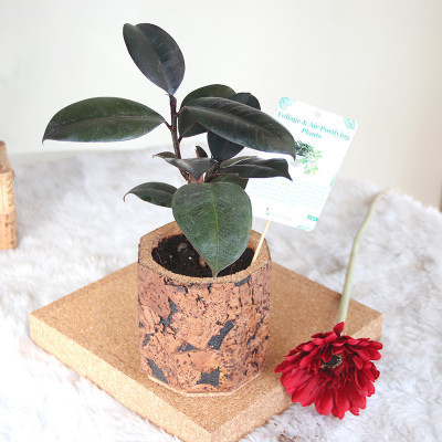 GreenyOn Rubber Tree(Hybrid, Pack of 1)