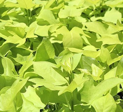 DAIVISH Ivy Plant(Pack of 1)