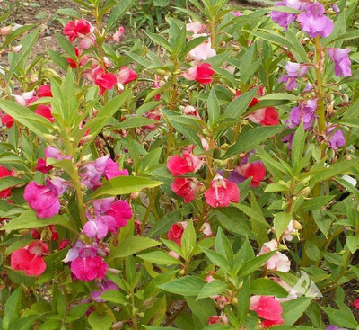 Sjeme Balsam Rose Flower Seed Seed(70 per packet)