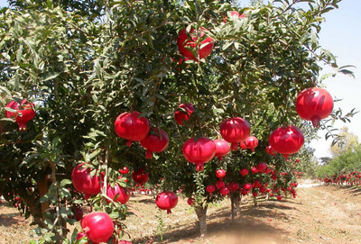 Aywal Pomegranate Anar Red Bhagwa Seed(10 per packet)