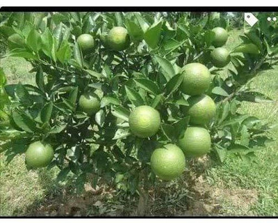 MKR Enterprises Mosambbi Seed(20 per packet)