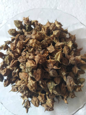 TAMRANSH Gokhru Chota Seed(300 per packet)