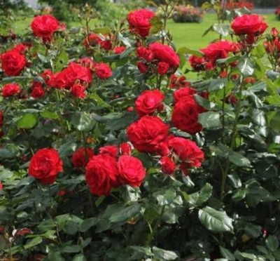 Blue Universe Rose Plant(Hybrid, Pack of 1)