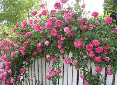 Blue Universe Rose Plant(Pack of 1)