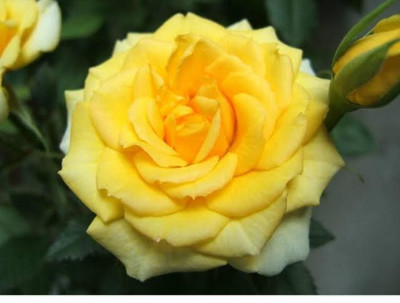 Blue Universe Rose Plant(Pack of 1)