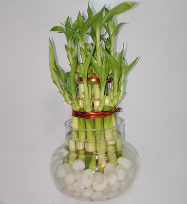 GIRISHA TRADERS Two Layer Bamboo Plant(Pack of 1)
