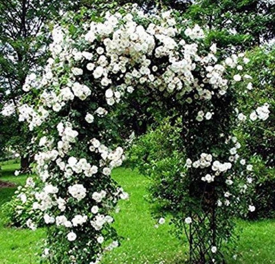 Blue Universe Rose Plant(Pack of 1)