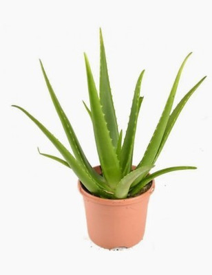 PlantaZee Dwarf Bonsai Succulent Plant(Hybrid, Pack of 1)