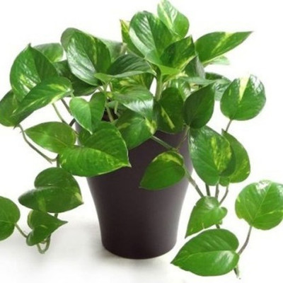 Ukanda Money Plant(Hybrid, Pack of 1)