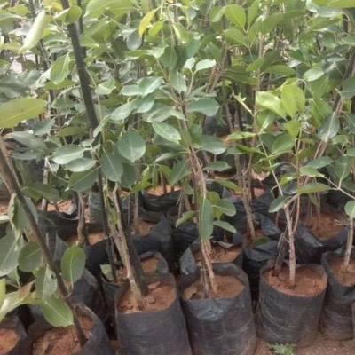 PlantaZee Jamun Plant(Hybrid, Pack of 1)