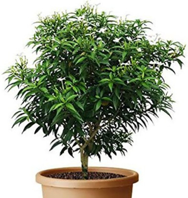 PlantaZee Jasmine Plant(Hybrid, Pack of 1)
