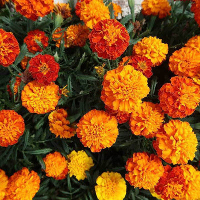 GARDENIFY INDIA F1 HYBRID MULTICOLOR MARIGOLD SEEDS Seed(100 per packet)
