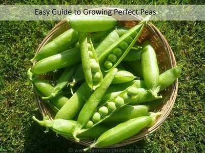 ALPINE HYBRID SEEDS PEAS Seed(50 per packet)