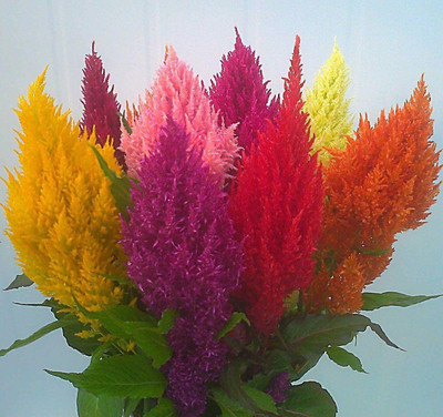 LYRS Celosia Imported Flower Seed(50 per packet)