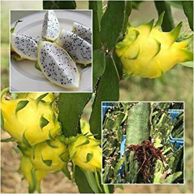 THE BHOWMICK Dragon Tree(Hybrid, Pack of 1)