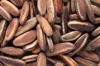 syed garden GULUMUR SEED Seed(1000 per packet)