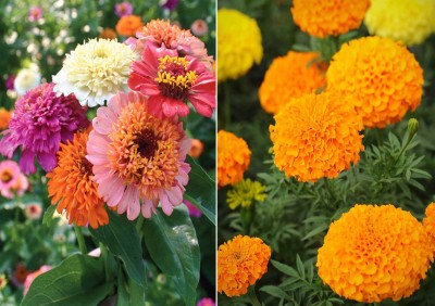 Antier Zinnia Scabiosa Mixed (Hybrid) and Marigold African Mixed Seed (Pack of 50 Seed Zinnia Scabiosa Mixed (Hybrid) + 50 Seed Marigold African Mixed) Seed Seed(100 per packet)