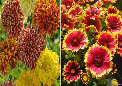 Foscos Gaillardia Duo Mixed and Gaillardia Seed(100 per packet)