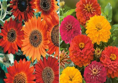 Antier Sunflower Earthwalker (Hybrid) and Zinnia Double Mixed Seed (Pack Of 25 Seed * 2 Per Packet) Seed(50 per packet)