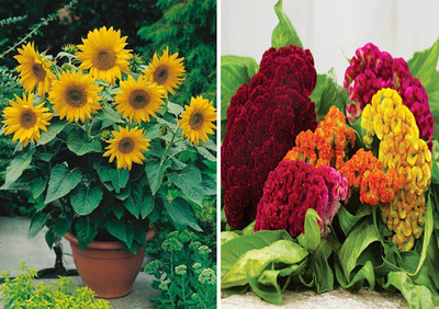 FRESHO Sunflower Miniature and Cockscomb Seed(100 per packet)