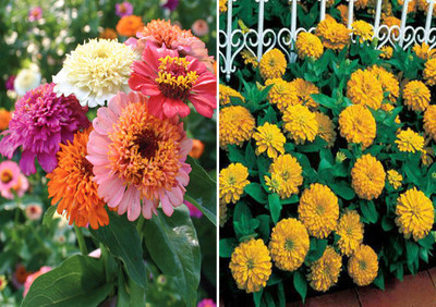 Jevik Zinnia Scabiosa Mixed (Hybrid) and Zinia Gaint Yellow Seed(50 per packet)