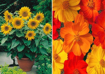 Jevik Sunflower Miniature and Cosmos Mixed Seed(50 per packet)