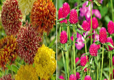 Jevik Gaillardia Duo Mixed and Gomphrena Mixed Seed(100 per packet)