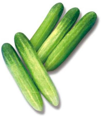VNR Cucumber seeds Seed(40 per packet)