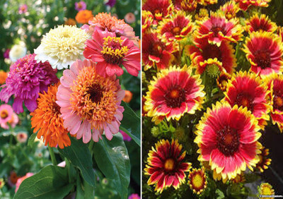 Jevik Zinnia Scabiosa Mixed (Hybrid) and Gaillardia Seed(100 per packet)