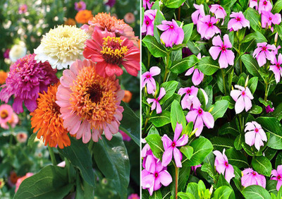 Axote Zinnia Scabiosa Mixed (Hybrid) and Vinca Seed(50 per packet)