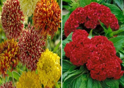 Antier Gaillardia Duo Mixed and Cockscomb Tall Red Seed(50 per packet)