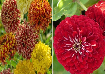 Antier Gaillardia Duo Mixed and Zinnia Gaint Red Seed(100 per packet)