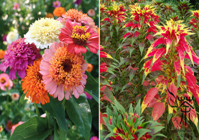 Foscos Zinnia Scabiosa Mixed (Hybrid) and Amaranthus Seed(100 per packet)