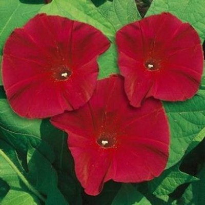 Antier Ipomea Scarlett o'hara flower 500 Seed x 1 packet Seed(500 per packet)