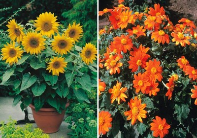 Antier Sunflower Miniature and Tithonia Seed(50 per packet)