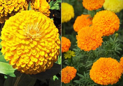 Antier Zinnia Gaint Yellow (Hybrid) and Marigold African Mixed Seed (Pack Of 25 Seed * 2 Per Packet) Zinnia Gaint Yellow (Hybrid) 25 Seeds + 25 Seed Marigold African Mixed) Seed Seed(50 per packet)