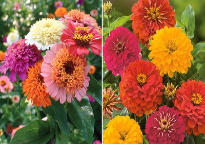 Jevik Zinnia Scabiosa Mixed (Hybrid) and Zinnia Double Mixed Seed(100 per packet)