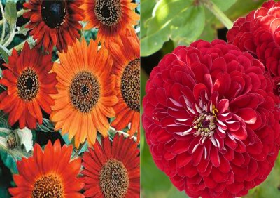 Antier Sunflower Earthwalker (Hybrid) and Zinnia Gaint Red Seeds (Pack Of 25 Seed * 2 Per Packet) Seed(50 per packet)