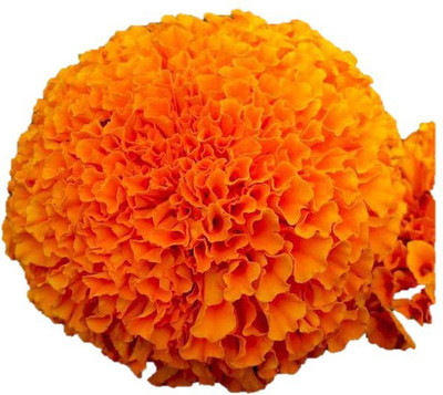 Iris Hybrid MariGold Orange Seed(15 per packet)