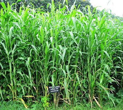 syed garden COFS 29 FODDER Seed(100 per packet)