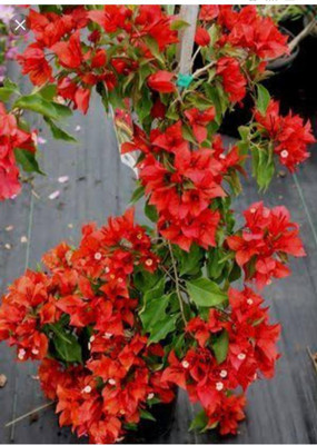 Vijay Sales Bougainvillea Plant(Hybrid, Pack of 1)