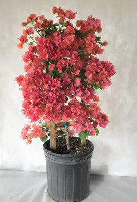 Vijay Sales Bougainvillea Plant(Hybrid, Pack of 1)