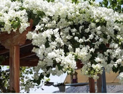 Vijay Sales Bougainvillea Plant(Hybrid, Pack of 1)